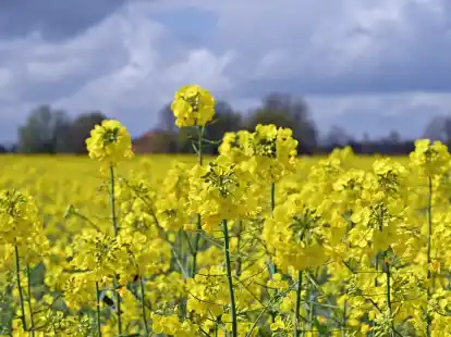 Vielerorts in der Region bl&uuml;ht bereits der Raps.