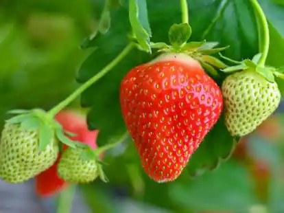In einem Gew&auml;chshaus ist eine reife Erdbeere neben noch gr&uuml;nen Fr&uuml;chten zu sehen.