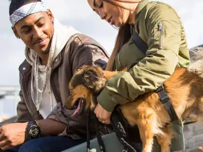 Das Tierwohl und die Bezugsperson spielen eine entscheidende Rolle beim Sorgerecht f&uuml;rs Haustier.