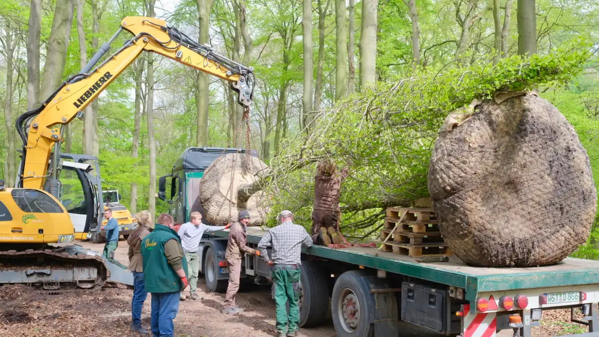 Oldenburg 60 Bäume stehen Stromtrasse von in Gemeinde Bad