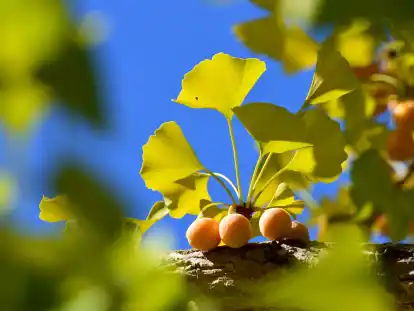Der sommergrüne Gingkobaum trägt hübsche, fächerartige Blätter und im Herbst kleine runde Früchte.