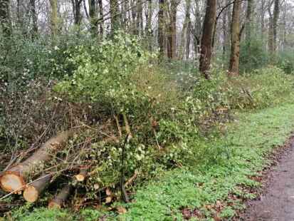 Entlang der Wege im Neuenburger Urwald wurde „aufgeräumt“. Büsche und Bäume wurden zurückgeschnitten und teilweise abgeholzt.