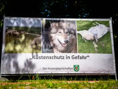 Angesichts wiederholter gerissener Schafe fordern die zehn niedersächsischen Küstenjägerschaften und die Landesjägerschaft Bremen die Einrichtung von wolfsrudelfreien Zonen entlang der Nordseeküste. Dafür wollen sie jetzt eine zweite Auricher Erklärung verabschieden.
