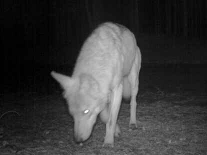 Ein Wolf streift in der Nacht auf der Suche nach Nahrung durchs Revier. In Tannenhausen haben Wildtierkameras offenbar ähnliche Bilder aufgezeichnet.