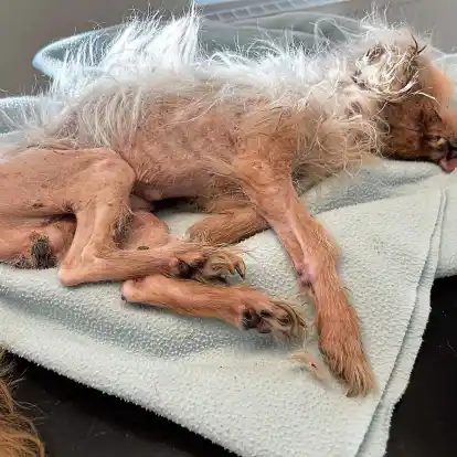 Der kleine Hund, der in Norden am Straßenrand gefunden wurde, war in einem extrem verwahrlosten Zustand und musste von seinen Qualen erlöst werden.