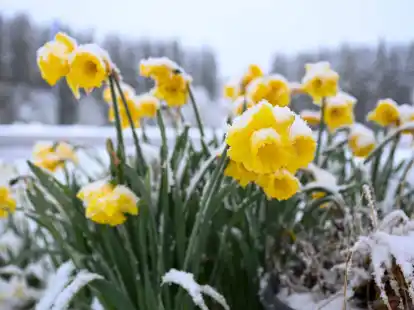 Schnee auf gelben Narzissen, auch Osterglocken genannt, in B&ouml;hemnkirch (Baden-W&uuml;rttemberg).