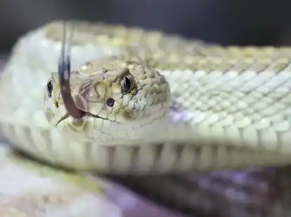 Eine giftige Aruba Klapperschlange in ihrem Terrarium im Terrazoo Rheinberg.