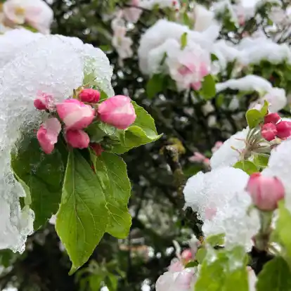 Der April macht, was er will: Die Blüten eines Apfelbaums sind mit Schnee bedeckt.