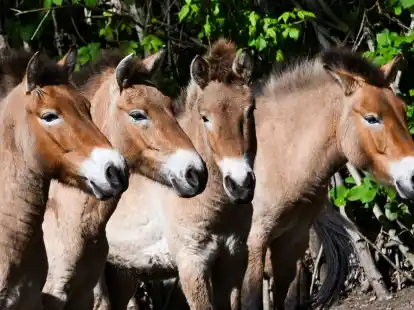 Die im natürlichen Lebensraum als lange Zeit ausgestorben gegoltenen Przewalski-Pferde im Tierpark Berlin.