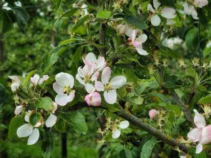 Mit etwas Glück können Besucherinnen und Besucher der Pflanzenbörse noch die Apfelblüte in voller Schönheit genießen.