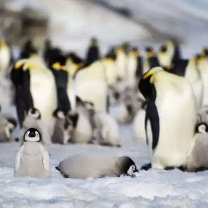 Junge und ausgewachsene Kaiserpinguine einer Kolonie in der Antarktis.