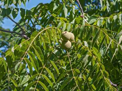 Die grünen Früchte der Schwarznuss offenbaren erst im Herbst die darin enthaltenen Nüsse, die der Walnuss ähneln.