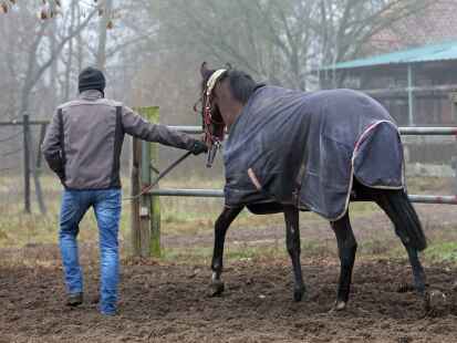 In Oldenburg hat ein Mann sexuelle Handlungen an einem Pferd vorgenommen.