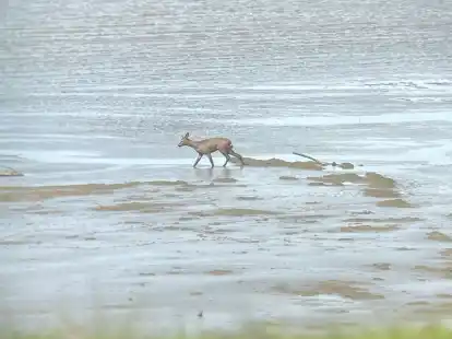 Bei auflaufender Flut stand das Reh im Watt und traute sich offenbar nicht zur&uuml;ck an Land.