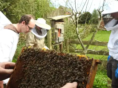 Zu den Aufgaben der Imker geh&ouml;rt es auch, nachzuschauen, ob es den Bienen gut geht.