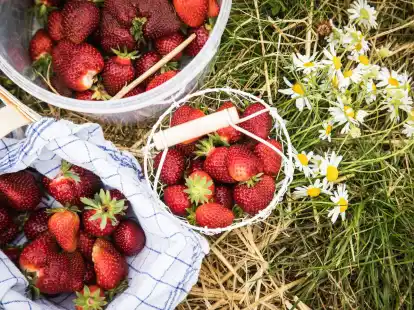Frische Erdbeeren sollten bald verzehrt werden, da sie empfindlich sind und nicht nachreifen.