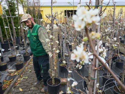 Der Frühling ist da: Ein Mitarbeiter einer Baumschule entnimmt einen Apfelbaum aus einer Reihe.