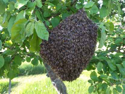 Ein Bienenschwarm in freier Natur.