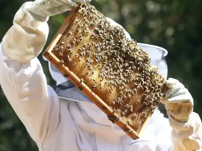 Sobald die Bienen im Fr&uuml;hjahr ausschw&auml;rmen, m&uuml;ssen die Imker ihre V&ouml;lker durchsehen, ob sie den Winter &uuml;berstanden haben und Brut in den Waben vorhanden ist.