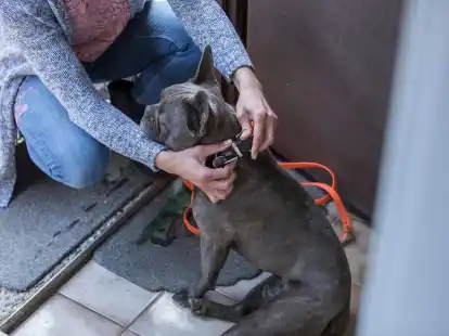 Wurde der Hund gemeinsam w&auml;hrend der Partnerschaft angeschafft, k&ouml;nnen beide Partner nach einer Trennung zurecht den Umgang mit dem Tier verlangen. Das geht aus einem Urteil des Landgerichts Frankenthal hervor.
