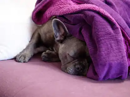 Fanz&ouml;sische Bulldoggen haben sehr d&uuml;nnes Fell. F&uuml;r sie kann ein Mantel sinnvoll sein.