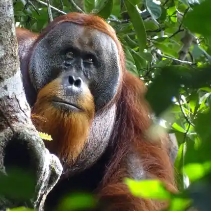 Der männliche Sumatra-Orang-Utan namens Rakus im Urwald von Suaq Balimbing hat sich selbst geheilt. Zwei Monate nach der Selbstbehandlung war die Wunde kaum noch sichtbar.
