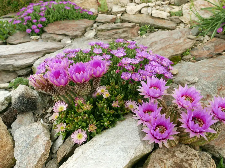 kirschlorbeer ballenware kaufen Kirschlorbeer (160-180cm) 'Rotundifolia' im Topf