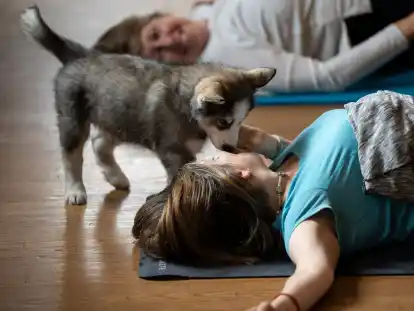 Hundewelpen sollen auf die Teilnehmer der Yoga-Kurse eine positive Wirkung haben. Der Trend stammt aus den USA, wo auch dieses Foto aufgenommen wurde.