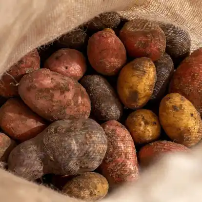Kartoffeln bilden Solanin, ein natürliches Gift zur Schädlingsabwehr.
