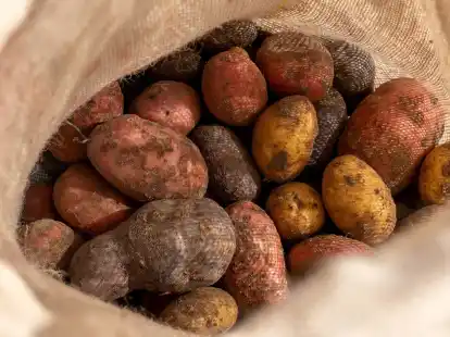 Kartoffeln bilden Solanin, ein natürliches Gift zur Schädlingsabwehr.