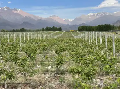 Trauben mit Kulisse: Die Weinreben der Bodega Casa de Uco liegen am Fu&szlig;e der Anden.