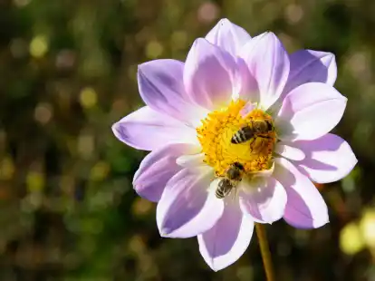 Menschen mit einer Allergie haben oftmals Angst vor Bienen und Wespen.