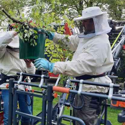 Die Feuerwehr Norden und die Imker retteten in Südarle ein Bienenvolk.