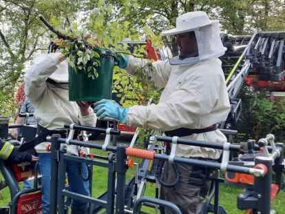 Die Feuerwehr Norden und die Imker retteten in Südarle ein Bienenvolk.