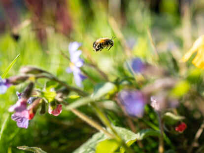 Eine Wildbiene entdeckt ein schmackhaftes Nektarbuffet: Damit es möglichst viele Nahrungsquellen für Insekten gibt, rufen Umweltschützer zur Aktion „Mähfreier Mai“ auf.
