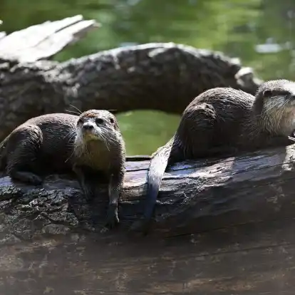 So sitzt es sich gemütlich - Otter brauchen allerdings viel Bewegung.