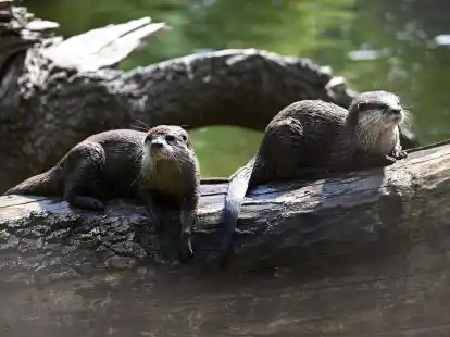 So sitzt es sich gemütlich - Otter brauchen allerdins viel Bewegung.