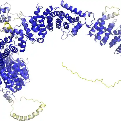 Das Modell der AlphaFold Protein Structure Database stellt das Rückgrat der Proteinstruktur dar. Sogenannte Sekundärstrukturelemente sind als Bänder wiedergegeben. In den blauen Bereichen ist das Model vermutlich zuverlässig. Die gelben Bereiche sind wahrscheinlich flexibel, und nur eine mögliche Struktur ist dargestellt.