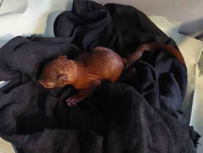 Das gerettete Babyeichhörnchen wurde von den Einsatzkräften auf den Namen „Conny“ getauft.