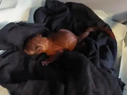 Das gerettete Babyeichhörnchen wurde von den Einsatzkräften auf den Namen „Conny“ getauft.