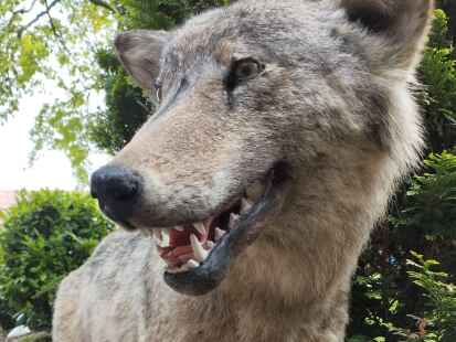 Ein bei Zetel verunglückter Wolf ist ein Jahr später als Präparat zurückgekehrt und dient jungen Jägern in ihrer Ausbildung zur Anschauung.