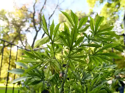 Seit 1. April legal: Erwachsene dürfen bis zu drei Cannabis-Pflanzen besitzen.