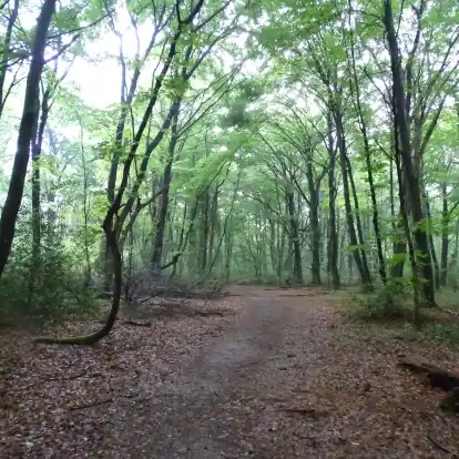 Hohe F&ouml;rderung vom Bund m&ouml;glich: In einem Projekt sollen Hasbruch (Bild) und Reiherholz durch ein Vernetzungsbiotop verbunden werden.