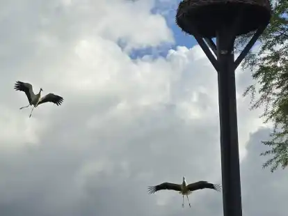 Die beiden Atenser St&ouml;rche beim Anflug auf ihr Nest Bild: Kolwitz