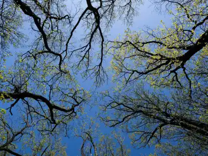 Wald bedeckt rund ein Drittel der gesamten Landesfl&auml;che Deutschlands.