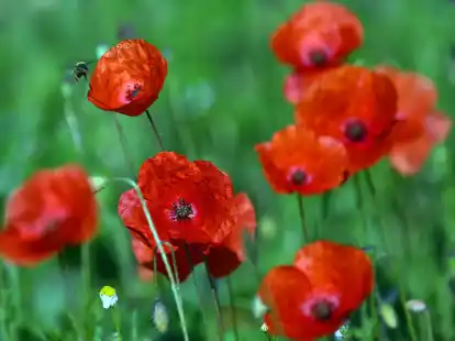 Mohnblumen bl&uuml;hen am Stra&szlig;enrand in K&ouml;ln.