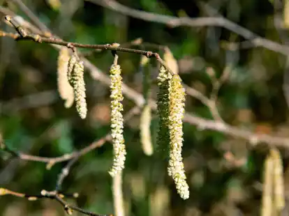Die gelben K&auml;tzchen bleiben als Knospen &uuml;ber den Winter am Baum und &ouml;ffnen sich im Fr&uuml;hjahr.
