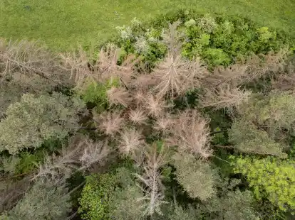 Die B&auml;ume in Deutschland leiden unter den Folgen der Klimakrise. D&uuml;rre und hohe Temperaturen, aber auch der Befall mit Parasiten setzen den W&auml;ldern zu. Die j&auml;hrliche Waldzustandserhebung dokumentiert seit den 1980er-Jahren, wie sich der Wald unter den oben genannten Bedingungen ver&auml;ndert.
