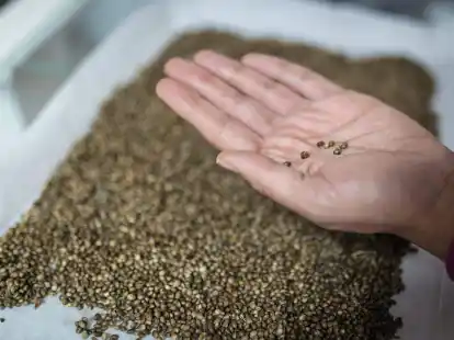 Cannabis-Samen der Sorte Cherry Oregon: Mit dem 1. April sind Besitz und Konsum von Cannabis f&uuml;r Erwachsene in Deutschland legal geworden.