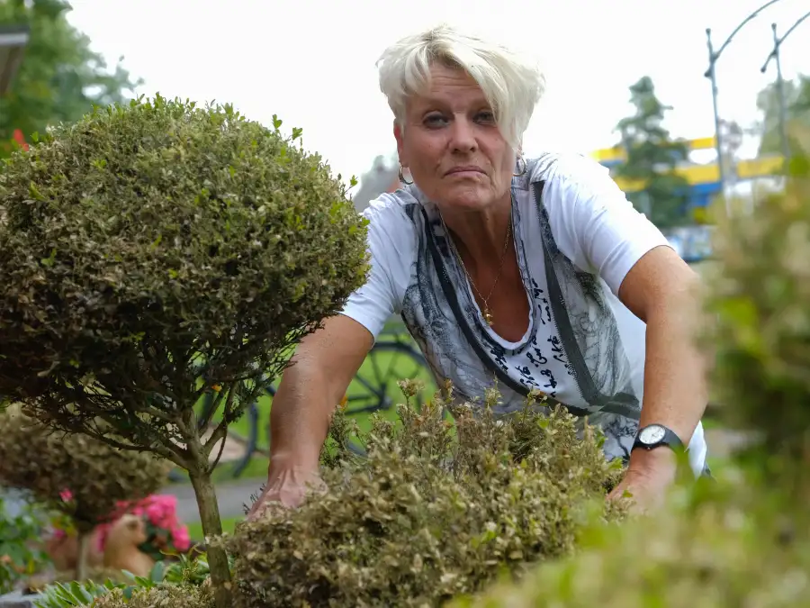 Buchsbaumzünsler in Friesland Tipps zur richtigen